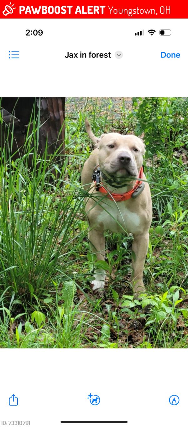 Lost Male Dog last seen Woods near Camden ave Youngstown. East side., Youngstown, OH 44505