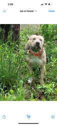 Lost Male Dog last seen Woods near Camden ave Youngstown. East side., Youngstown, OH 44505