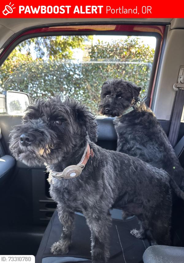 Lost Male Dog last seen 135th and Division, Portland, OR 97233