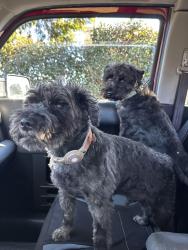 Lost Male Dog last seen 135th and Division, Portland, OR 97233
