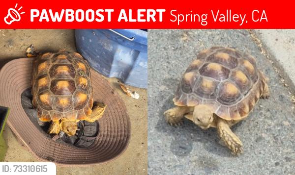Lost Female Reptile last seen Spring valley swapmeet, Spring Valley, CA 91977