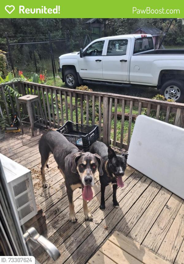 Reunited Male Dog last seen Tabor Road East flt Rock, East Flat Rock, NC 28726