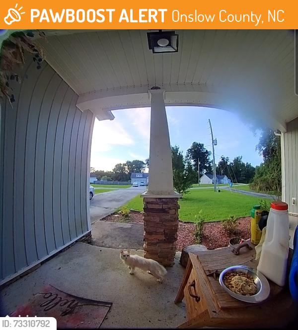 Found/Stray Unknown Cat last seen Near and hawks point rd, Onslow County, NC 28540
