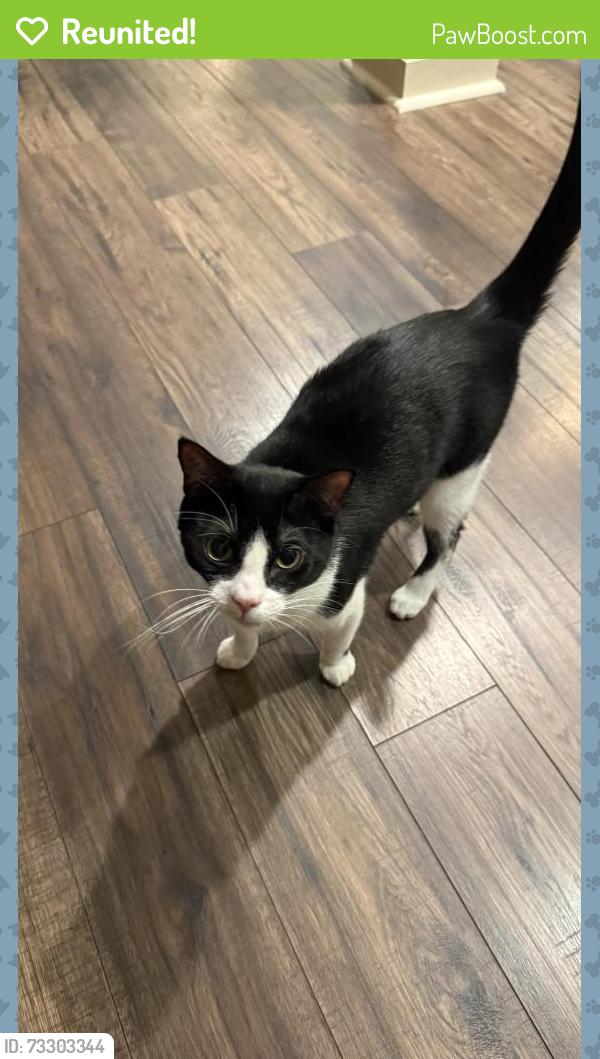 Reunited Male Cat last seen Sandy Springs Charter Middle School, Atlanta, GA 30350