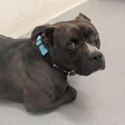 Shelter Stray Male Dog last seen , 2608 Center St, Tacoma, WA 98409, USA
