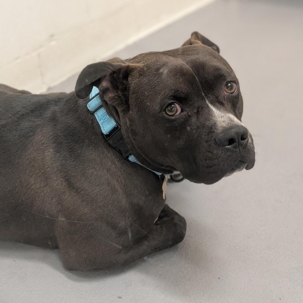 Shelter Stray Male Dog last seen , 2608 Center St, Tacoma, WA 98409, USA