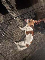 Reunited Male Dog last seen Stratford Road, Asheville, NC 28804