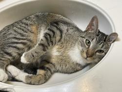 Lost Female Cat last seen 32nd and Johnson Creek. Spring Water Trail., Portland, OR 97202