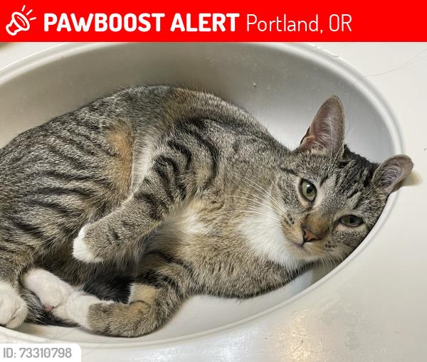 Lost Female Cat last seen 32nd and Johnson Creek. Spring Water Trail., Portland, OR 97202