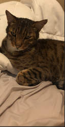 Reunited Male Cat last seen 72nd & 200th ST, Metro Vancouver, BC 