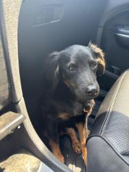 Found/Stray Male Dog last seen Fresno st and Gettysburg, Fresno, CA 93726