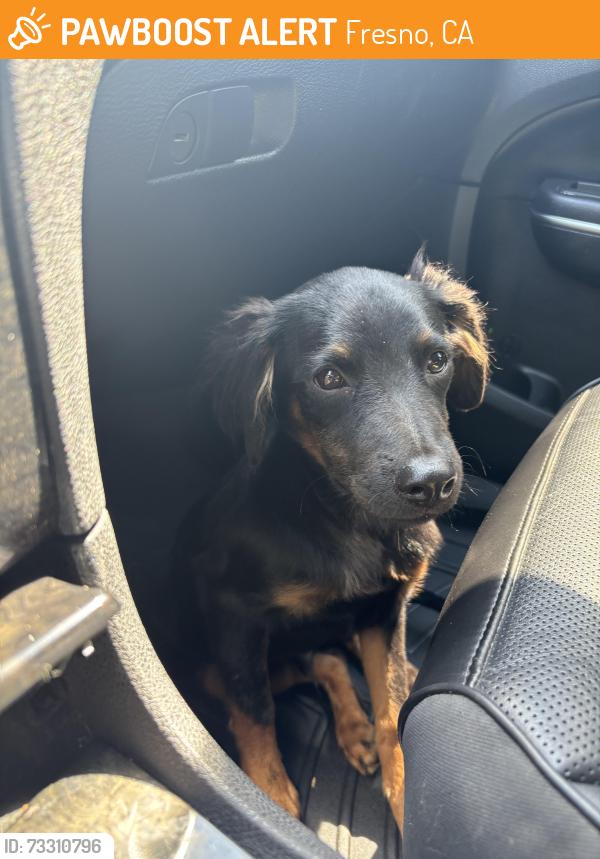Found/Stray Male Dog last seen Fresno st and Gettysburg, Fresno, CA 93726