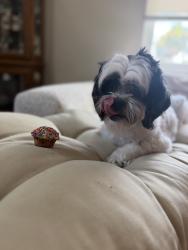 Reunited Female Dog last seen Babcock and Waco, Palm Bay, FL 32909