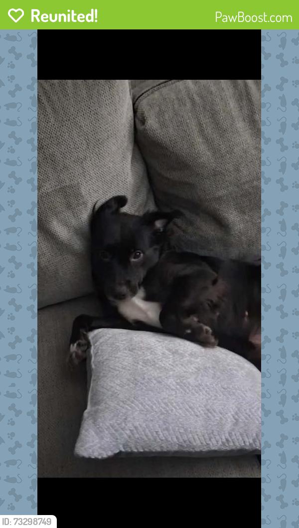 Reunited Female Dog last seen Pinehurst subdivision, Humble, TX 77346