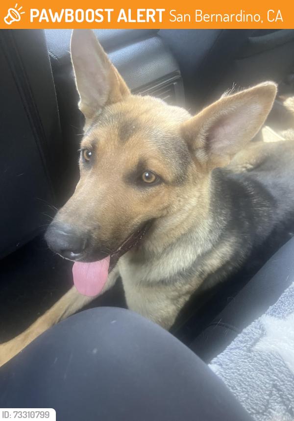 Found/Stray Male Dog last seen Found near Pepper and Valley Boulevard, San Bernardino, CA 92408