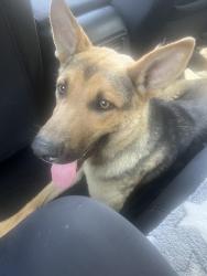 Found/Stray Male Dog last seen Found near Pepper and Valley Boulevard, San Bernardino, CA 92408
