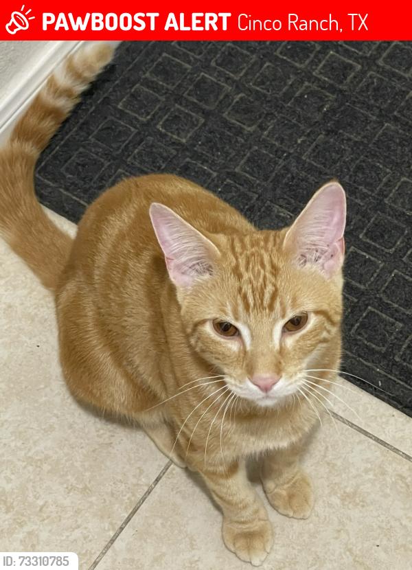 Lost Male Cat last seen Greens at Willowfork, Cinco Ranch, TX 77450