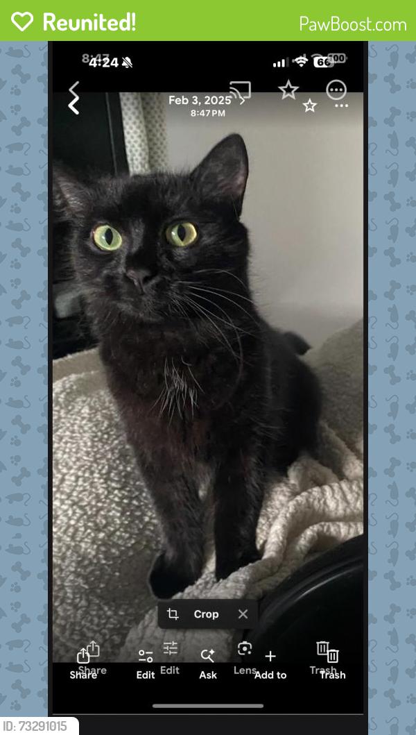 Reunited Female Cat last seen Dorothy and Raymond, Fullerton, CA 92831