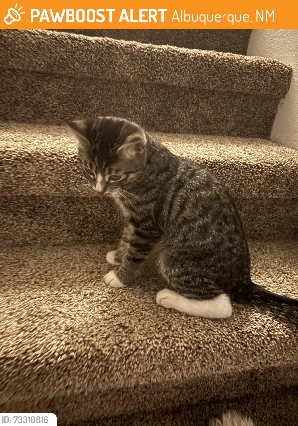 Found/Stray Female Cat last seen San pedro, Albuquerque, NM 87108