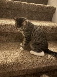 Found/Stray Female Cat last seen San pedro, Albuquerque, NM 87108