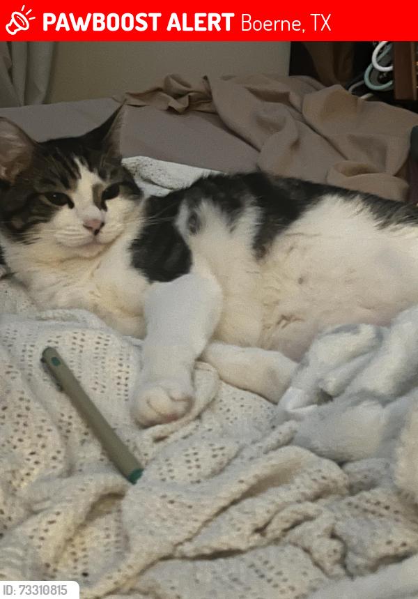 Lost Male Cat last seen Old San Antonio rd, Boerne, TX 78006