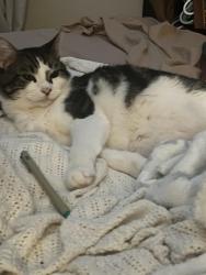 Lost Male Cat last seen Old San Antonio rd, Boerne, TX 78006