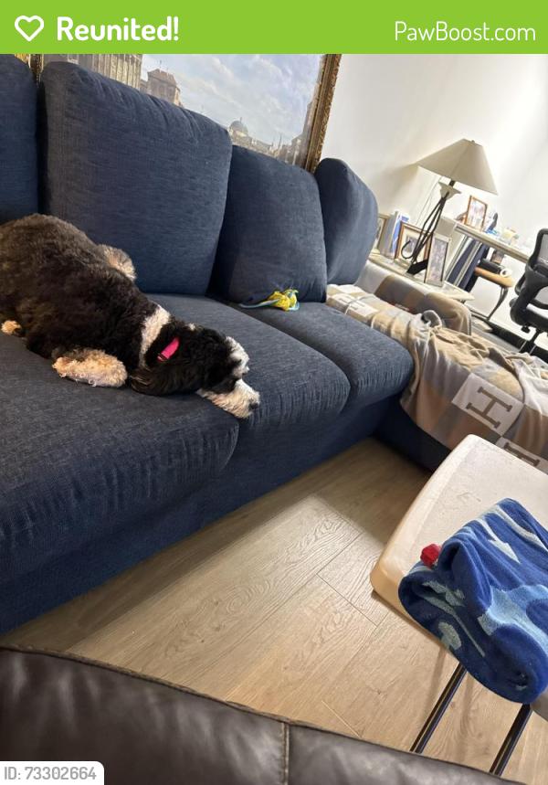 Reunited Female Dog last seen Dixie Hwy and 56th, Fort Lauderdale, FL 33334