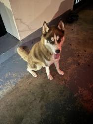 Found/Stray Male Dog last seen Cross vine cove north, Memphis, TN 38016