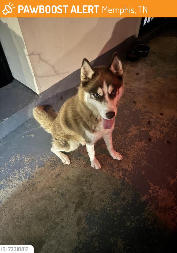 Found/Stray Male Dog last seen Cross vine cove north, Memphis, TN 38016