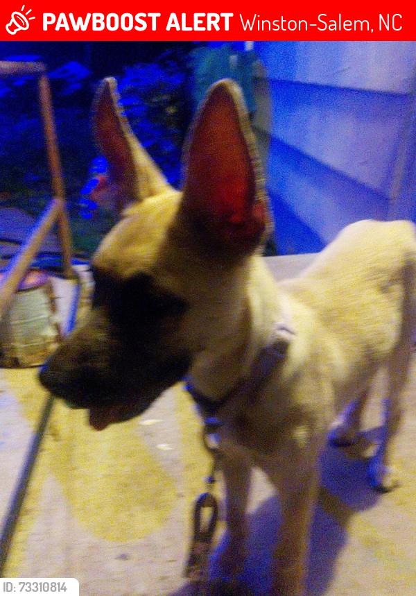 Lost Female Dog last seen Flea market, Winston-Salem, NC 27105