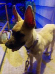 Lost Female Dog last seen Flea market, Winston-Salem, NC 27105