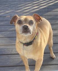 Reunited Male Dog last seen In the neighborhood Farmington Woods near Transit rd. and CVS pharmacy, East Amherst, NY 14051