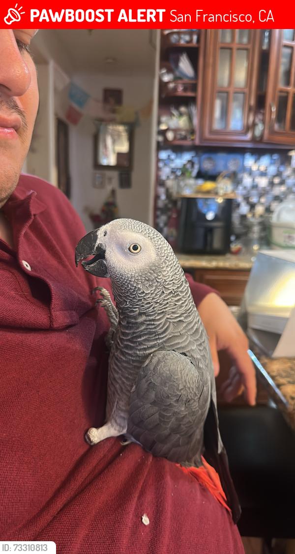 Lost Male Bird last seen Near Lobos Street SF, CA 94112, San Francisco, CA 94112