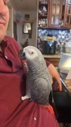 Lost Male Bird last seen Near Lobos Street SF, CA 94112, San Francisco, CA 94112