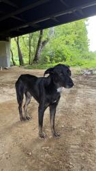 Found/Stray Female Dog last seen Oakwood Cemetery, Falls Church, VA 22044