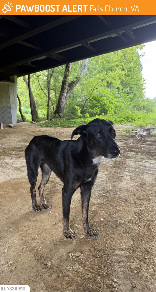 Found/Stray Female Dog last seen Oakwood Cemetery, Falls Church, VA 22044