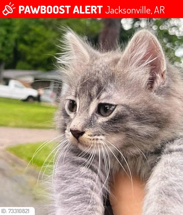 Lost Male Cat last seen near AJ mini mart, Jacksonville, AR 72076