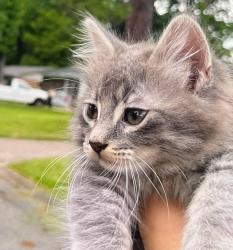 Lost Male Cat last seen near AJ mini mart, Jacksonville, AR 72076