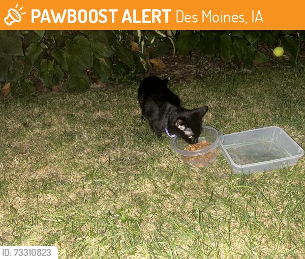 Found/Stray Unknown Cat last seen 41st and pleasant street, Des Moines, IA 50312