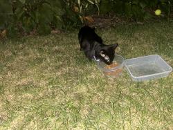 Found/Stray Unknown Cat last seen 41st and pleasant street, Des Moines, IA 50312
