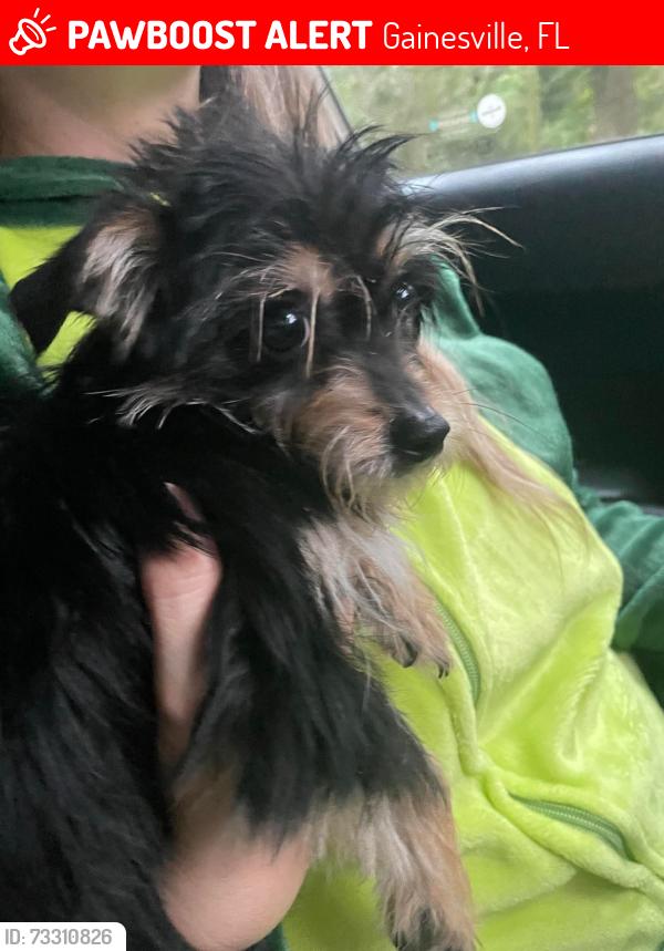 Lost Female Dog last seen Sw 46th street and sw 47th way, Gainesville, FL 32608