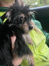 Lost Female Dog last seen Sw 46th street and sw 47th way, Gainesville, FL 32608