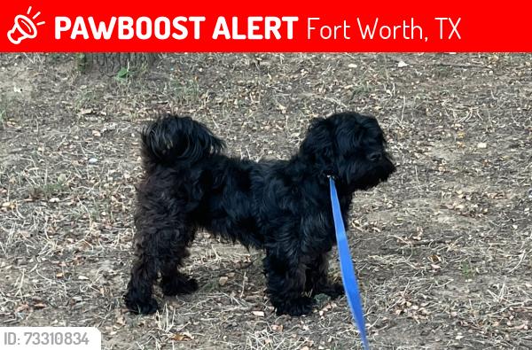 Lost Male Dog last seen Forest Hill, Fort Worth, TX 76119