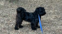 Lost Male Dog last seen Forest Hill, Fort Worth, TX 76119