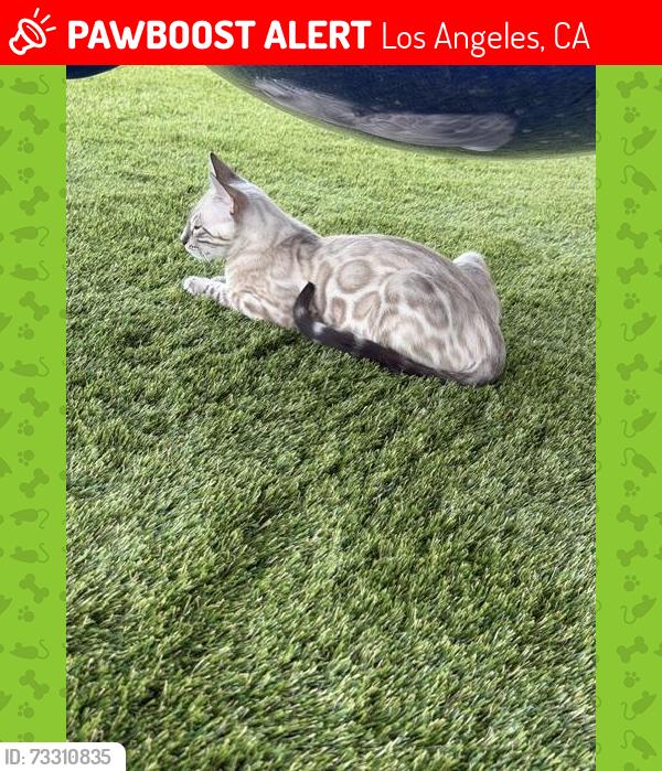 Lost Male Cat last seen Pacific View Rd, Los Angeles, CA 90028