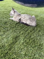 Lost Male Cat last seen Pacific View Rd, Los Angeles, CA 90028