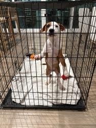 Found/Stray Male Dog last seen Lanyard Lane, Belmont, NC 28012