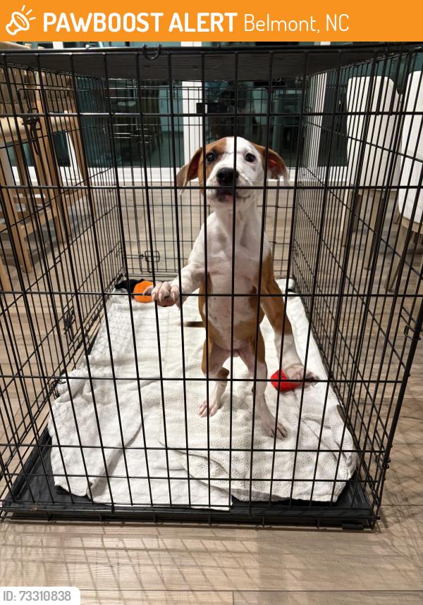 Found/Stray Male Dog last seen Lanyard Lane, Belmont, NC 28012