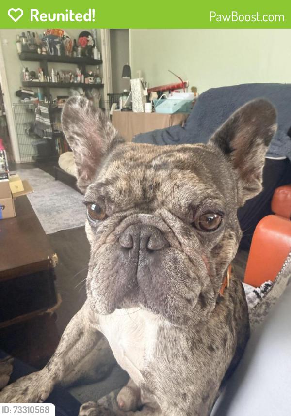 Reunited Male Dog last seen salinas and canada street, Santa Barbara, CA 93103