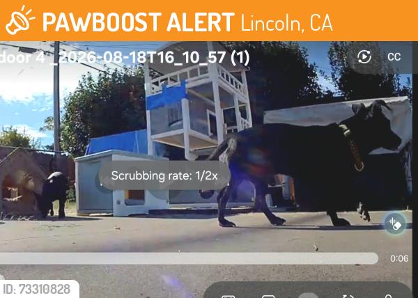 Found/Stray Unknown Dog last seen E q0th and East Ave, Lincoln, CA, Lincoln, CA 95648